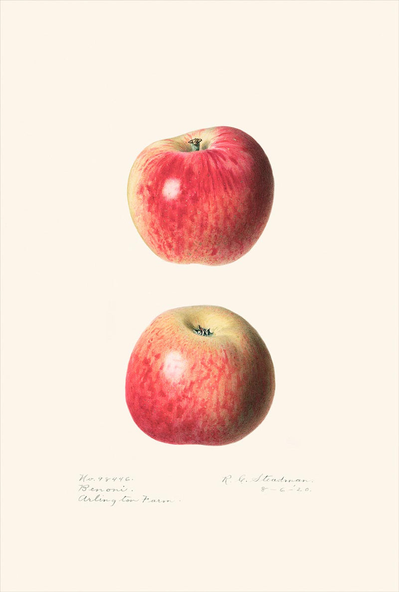 Apples