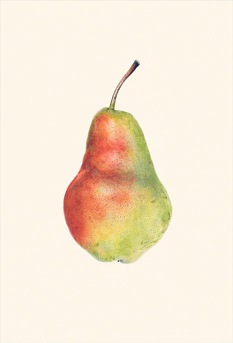 Pear