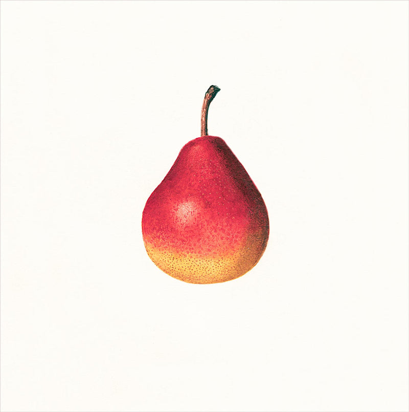 Pear