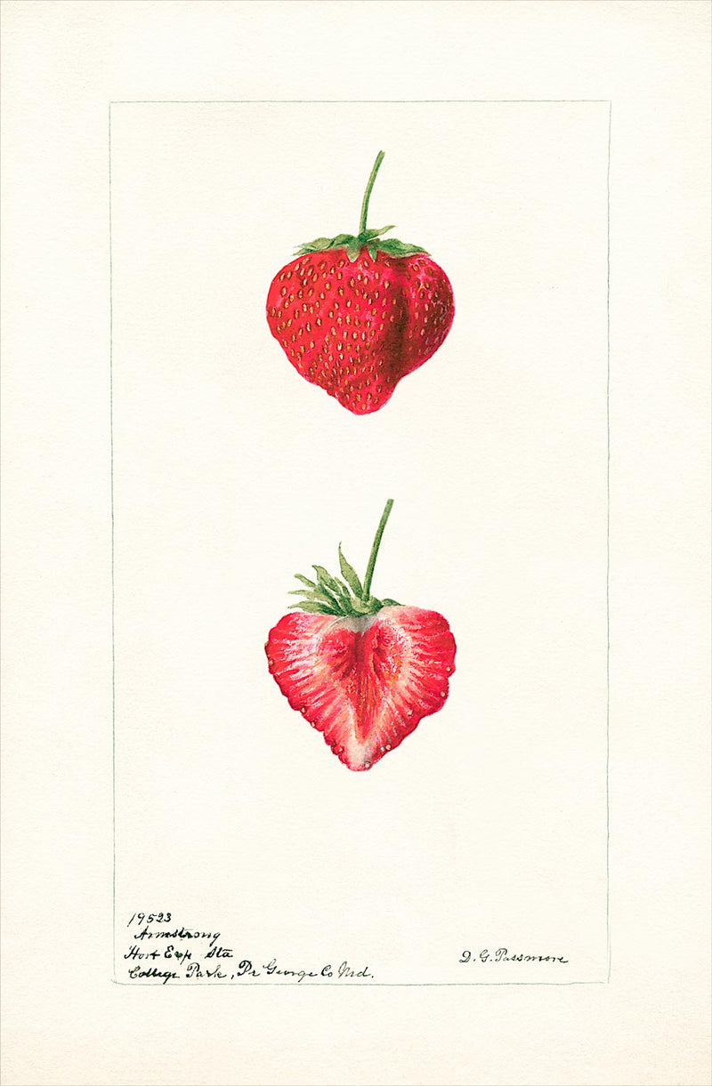 Strawberries