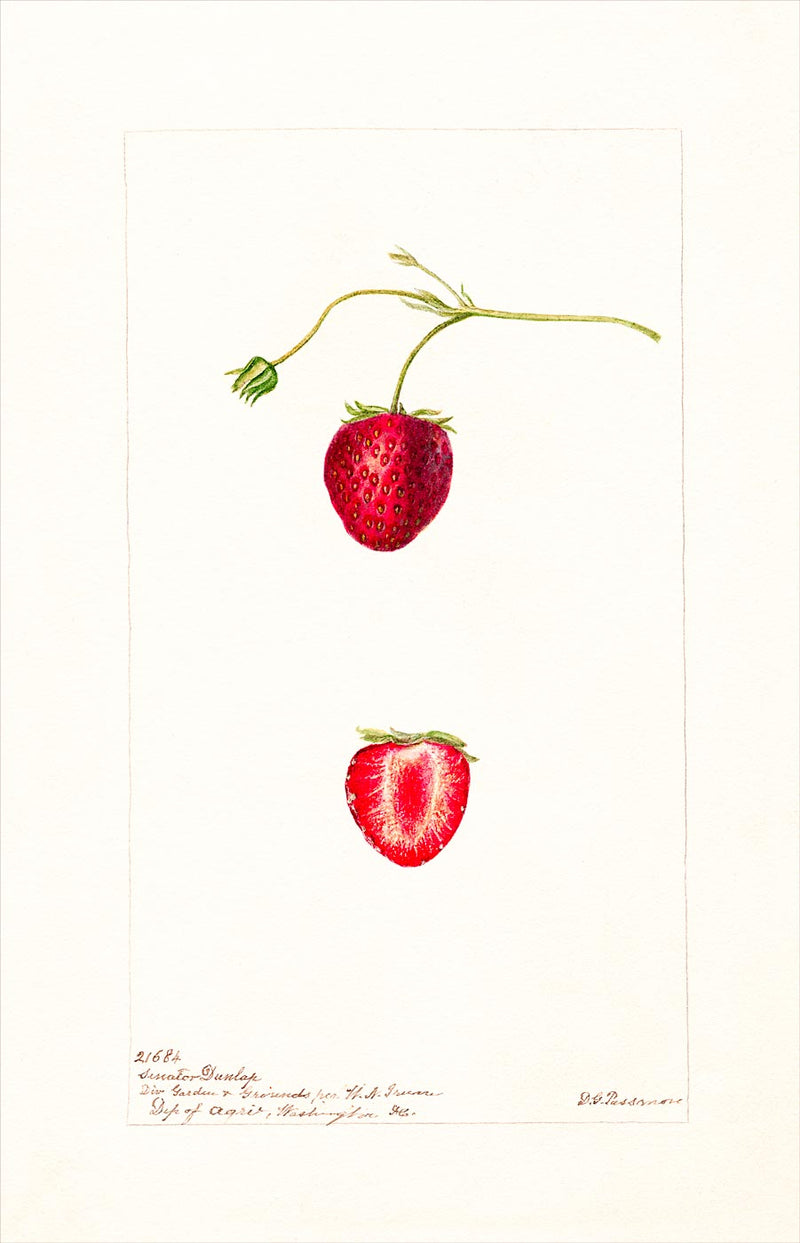 strawberries