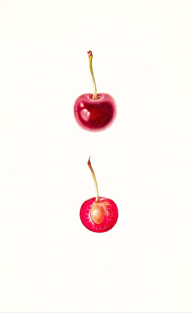 Cherries