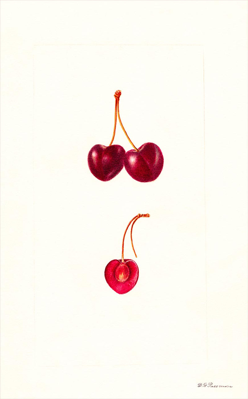 Cherries