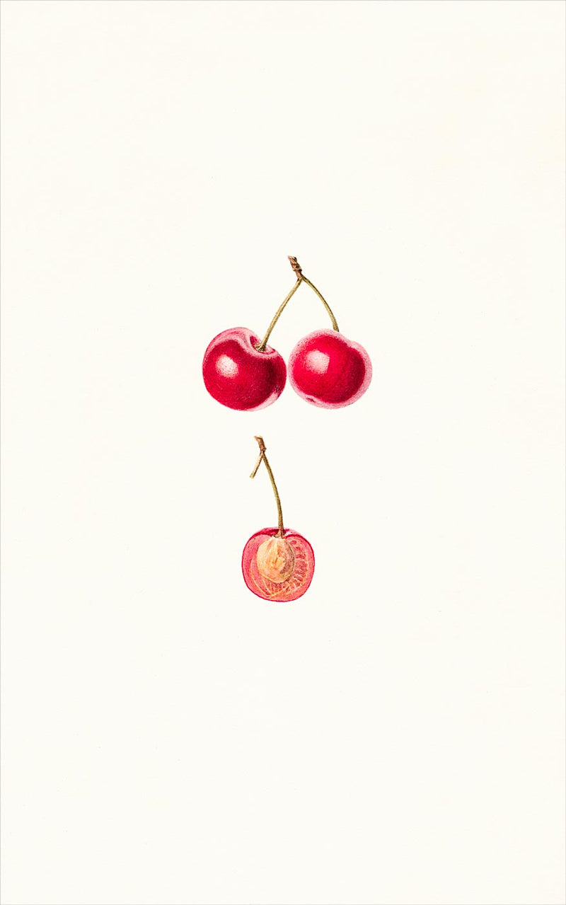 Cherries