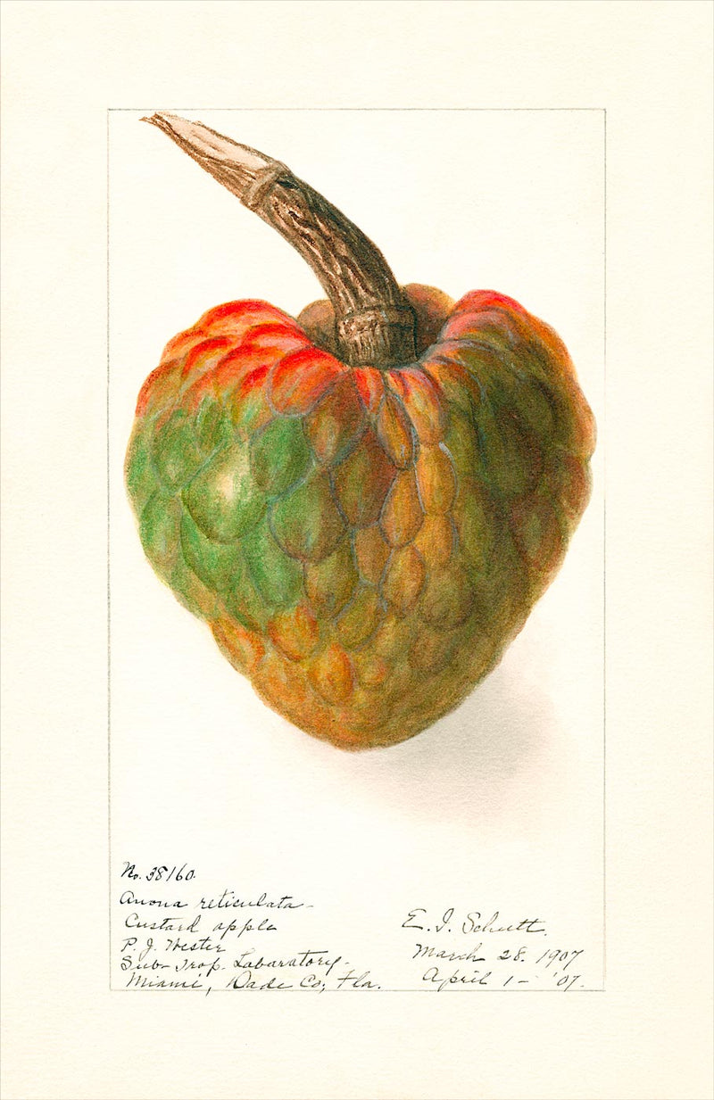 Annona Reticulata