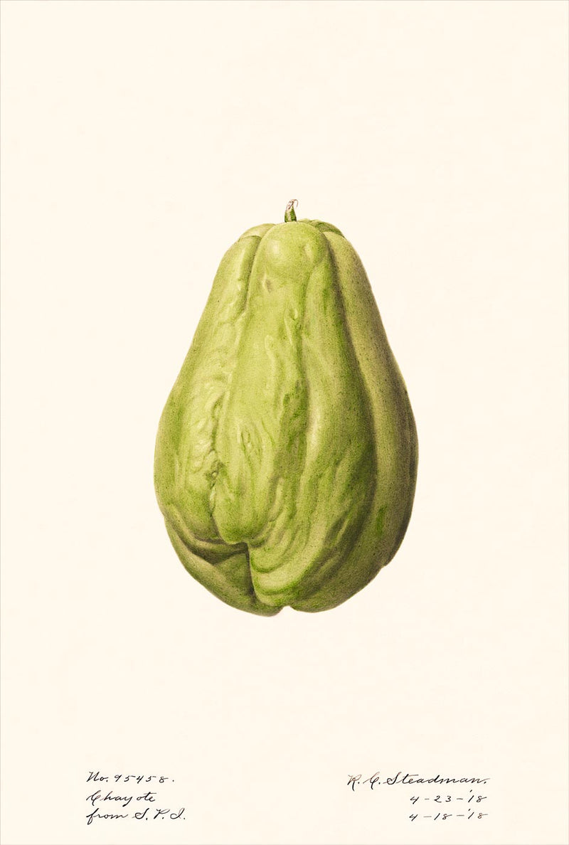 Chayote