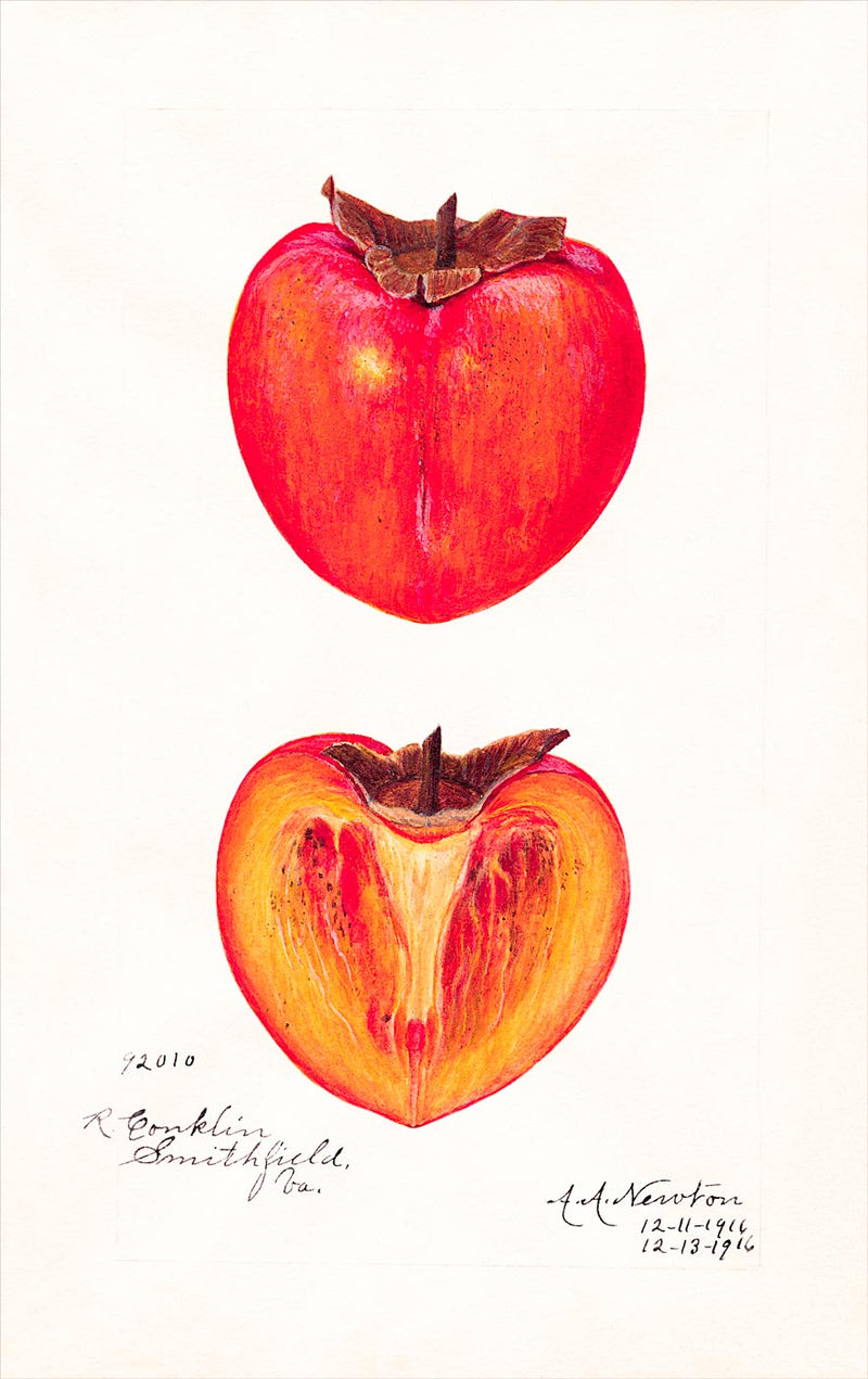 Persimmons (Kakis)