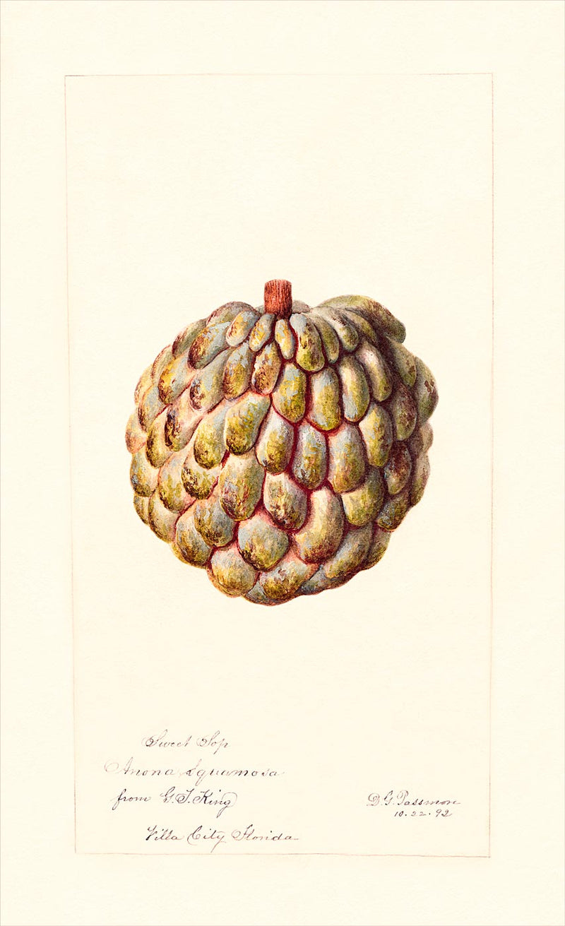 Sweetsop (Annona)