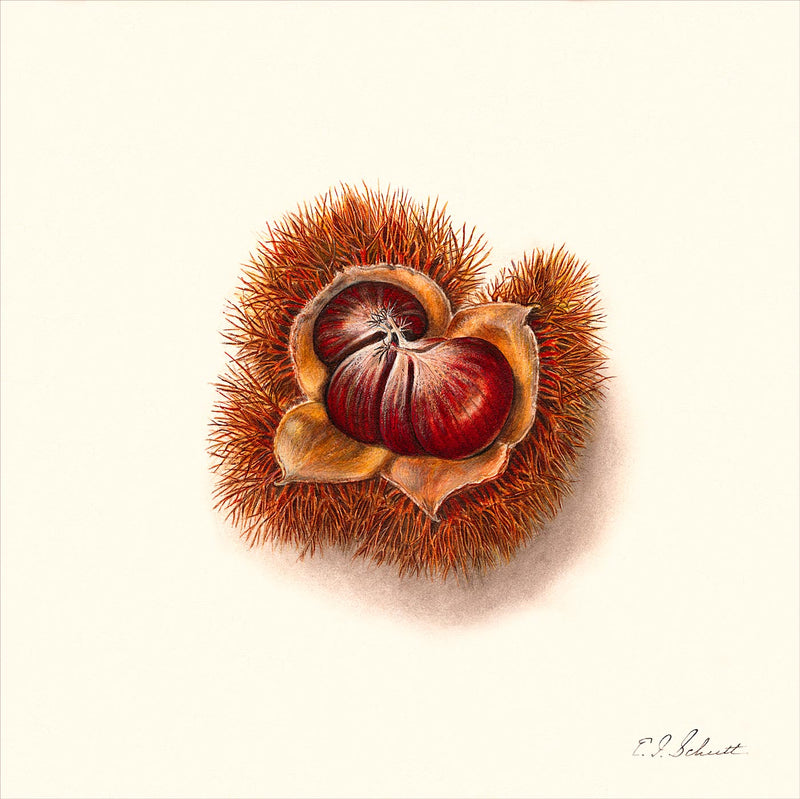 Chestnut