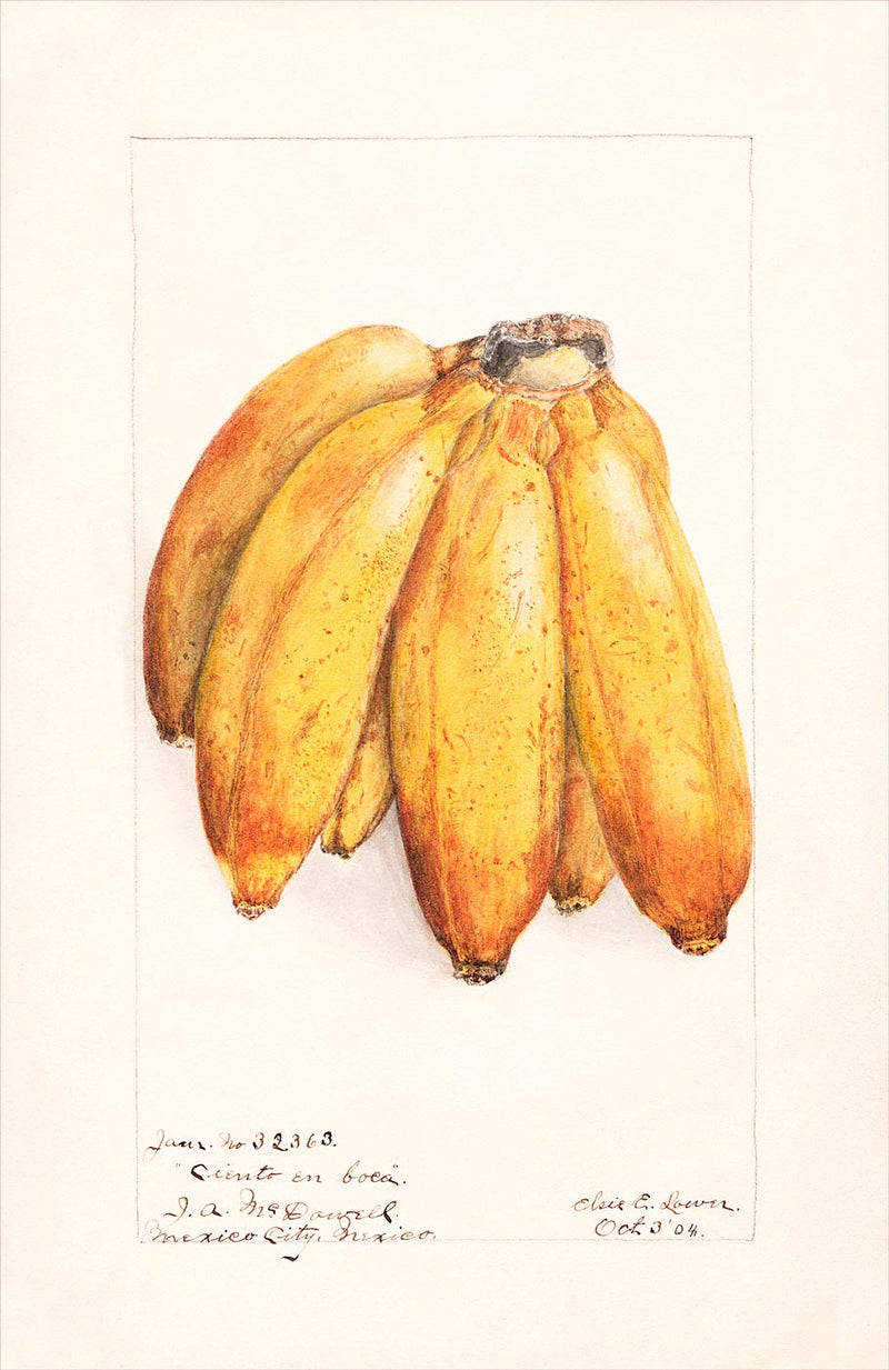 Bananas