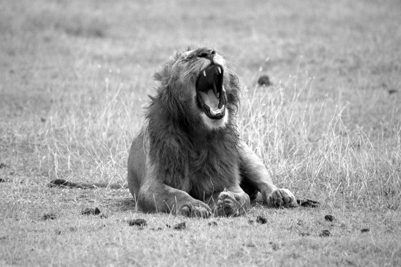 Lion, Tanzania