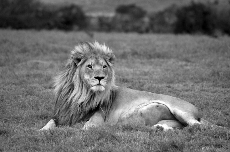 Lion, Black and White