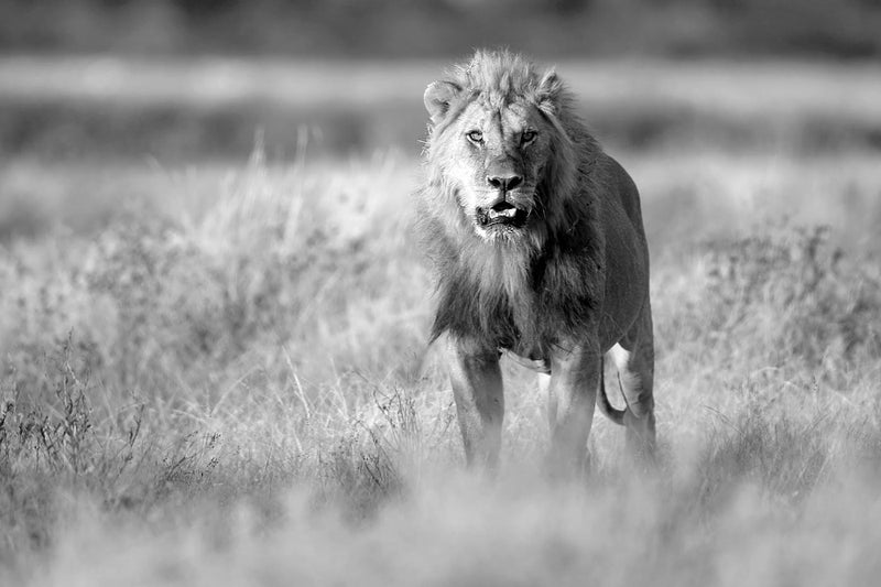 Lion, Black and White