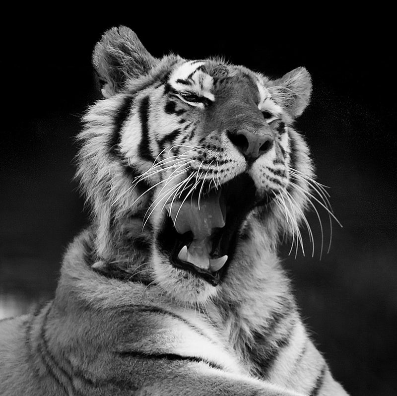 Tiger, Black and White