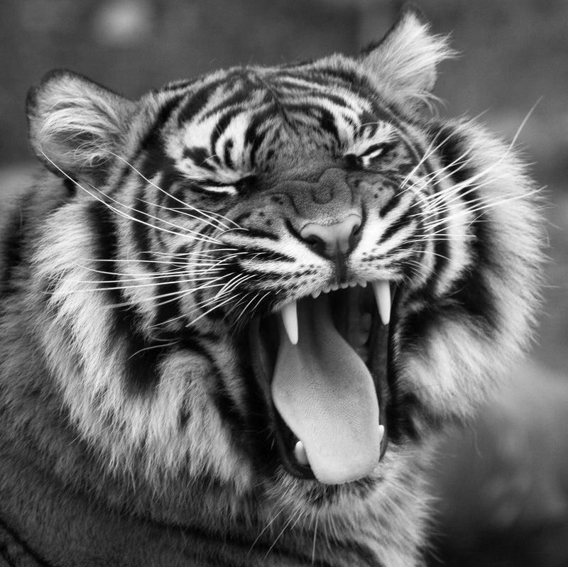 Sumatran Tiger, Black and White