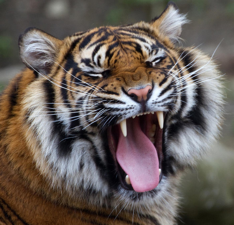 Sumatran Tiger