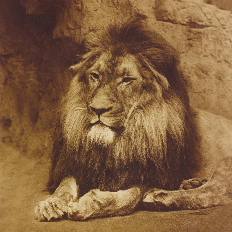 Majesty, Lion