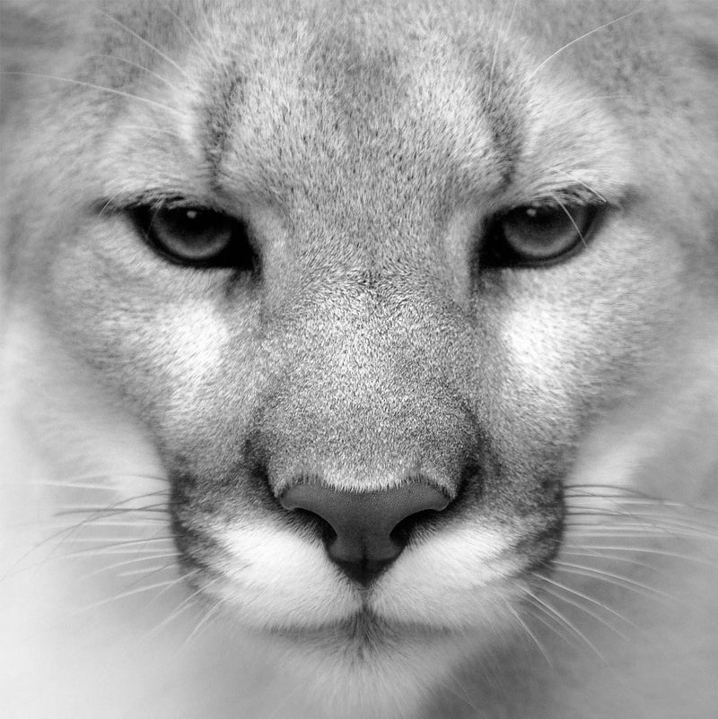 Cougar, Black and White