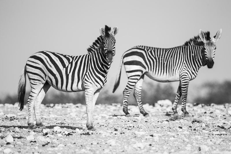 Zebras, Black and White