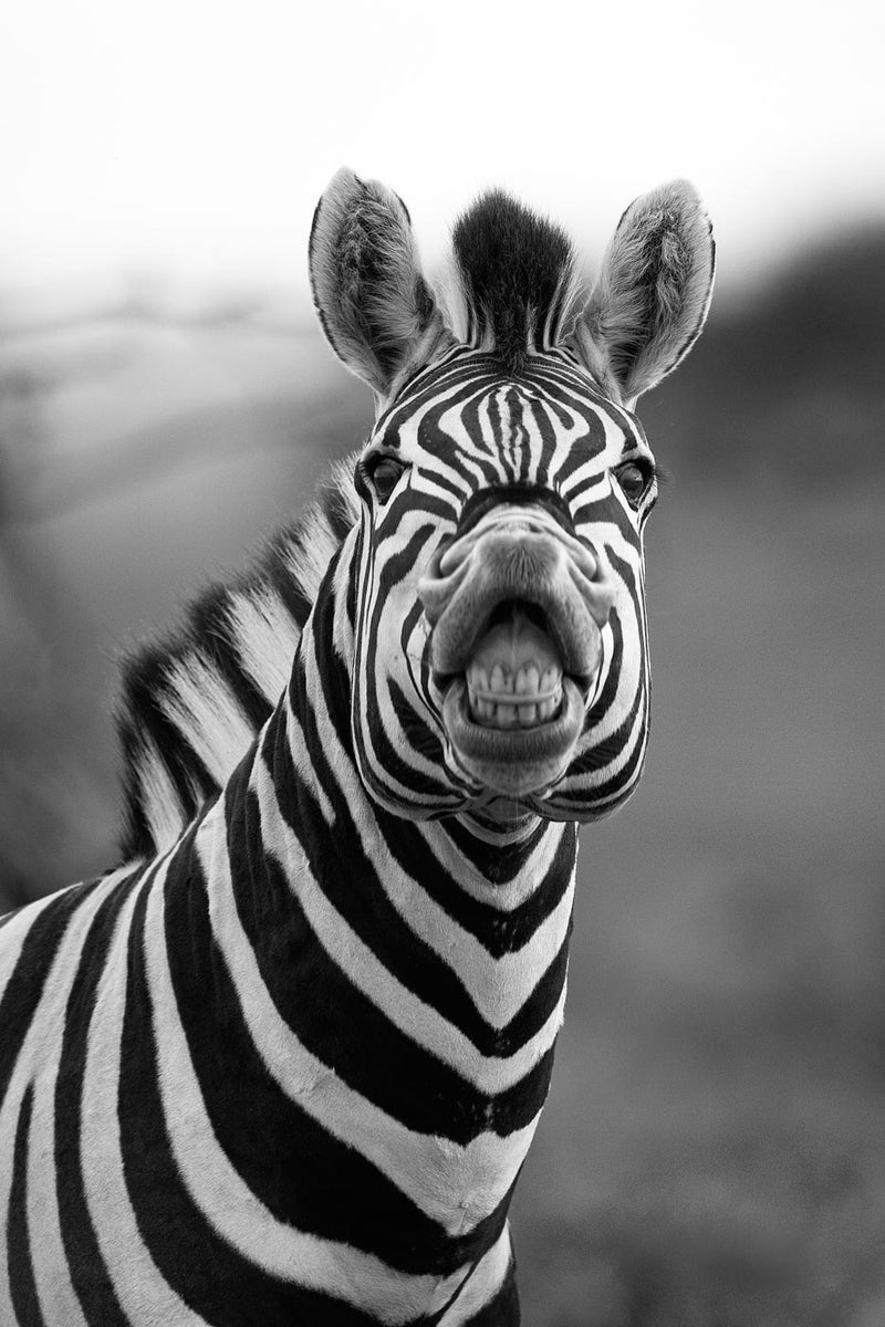 Zebra, Black and White