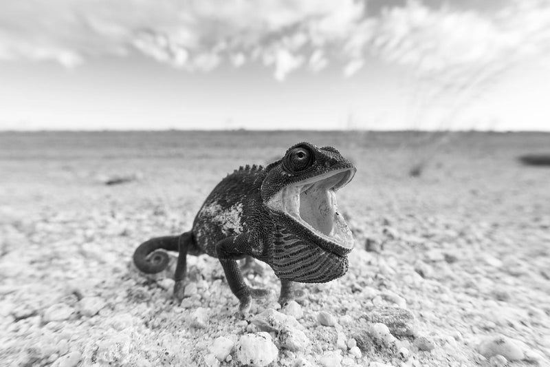 Chameleon, Namibia, Black and White