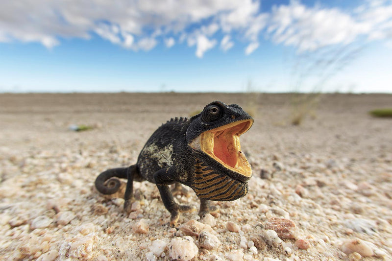 Chameleon, Namibia