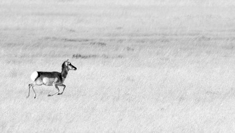 Sprinting Pronghorn, Wyoming, Black and White