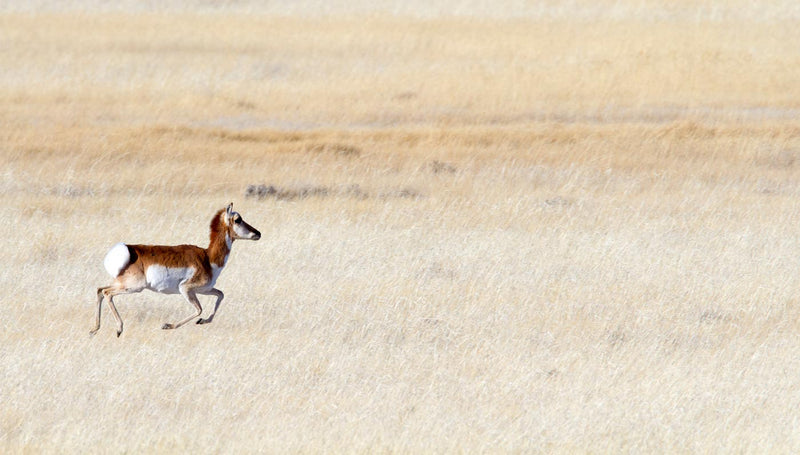 Sprinting Pronghorn, Wyoming