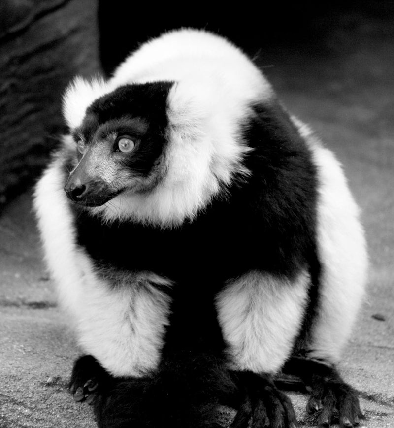 Ruffed Lemur, Black and White