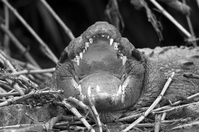 Crocodile Crocodylus Palustris