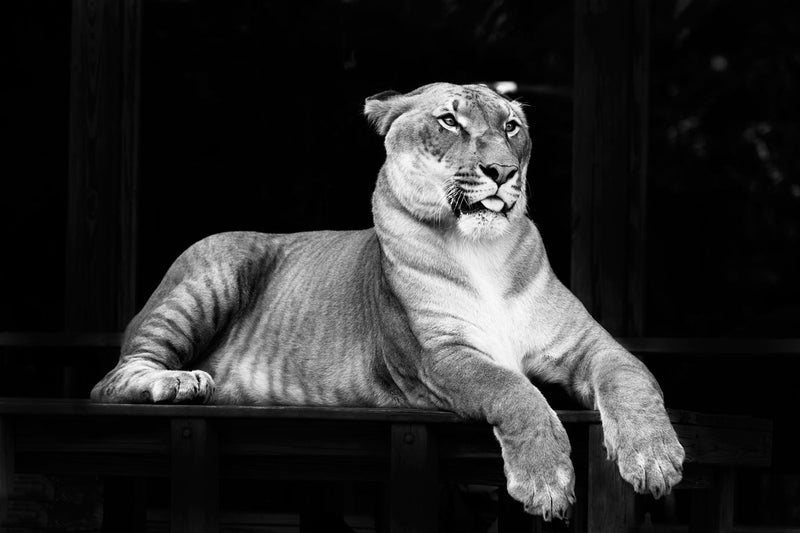 Hercules, Half Lion, Half Tiger, Black and White