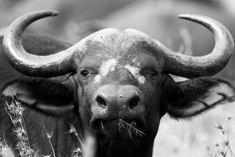 African Buffalo, Black and White