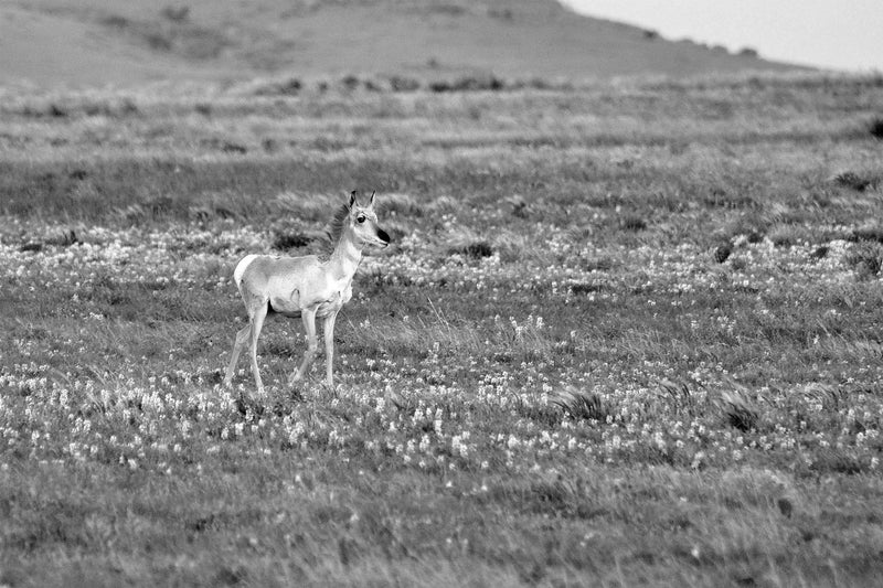 Pronghorn, Fawn, Black and White
