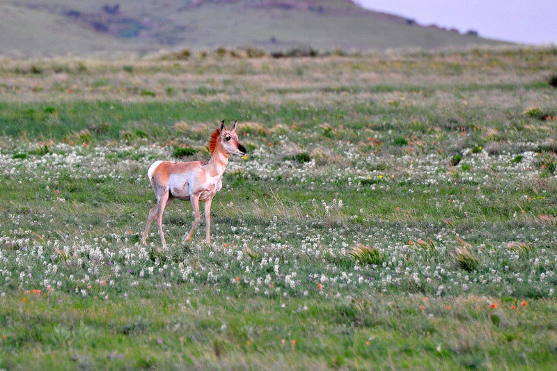 Pronghorn, Fawn