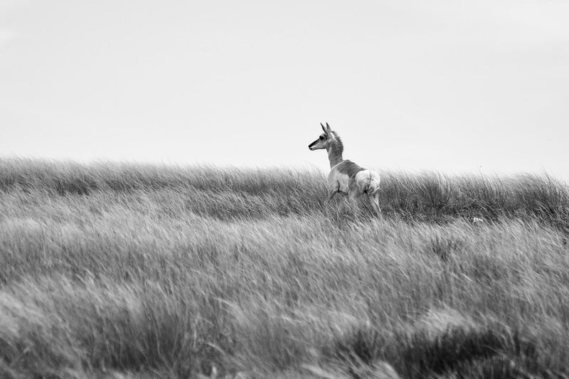 Young Pronghorn, Black and White