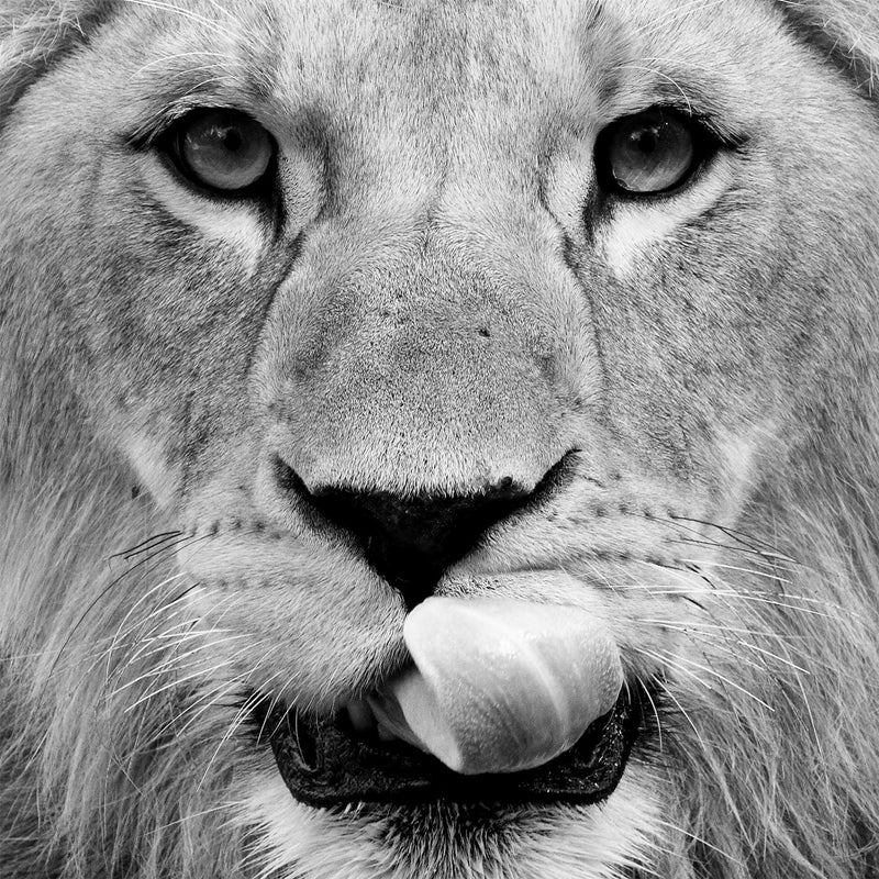 Young Lion, Black and White