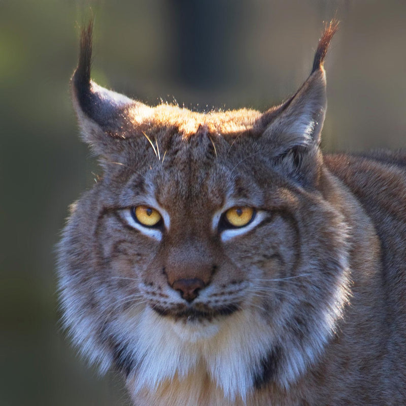 Lynx