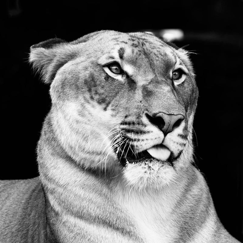 Hercules, Half Lion, Half Tiger, Black and White (detail)