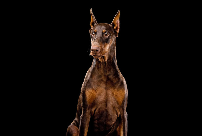 Ginger, Red Doberman Dog