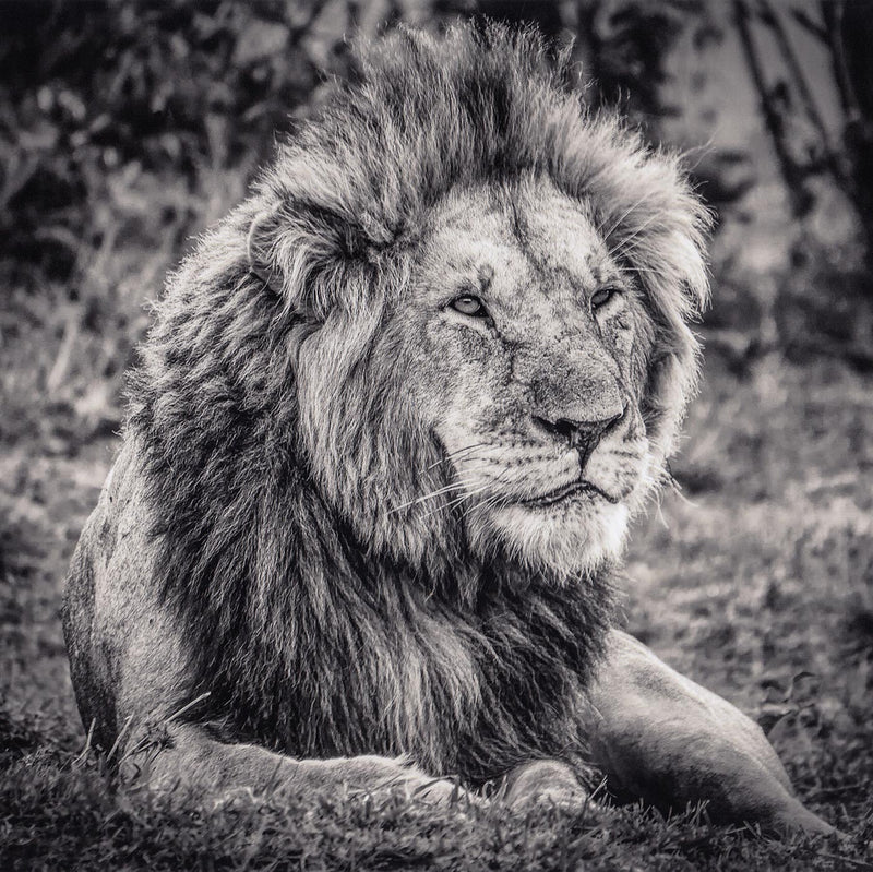 The King Lion, Masai Mara, Kenya