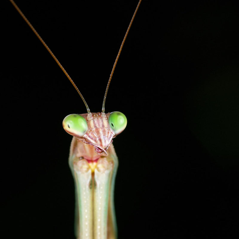 Tenodera Sinensis - Mantis