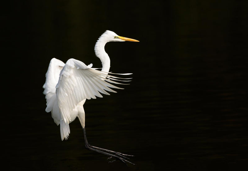 Great Egret