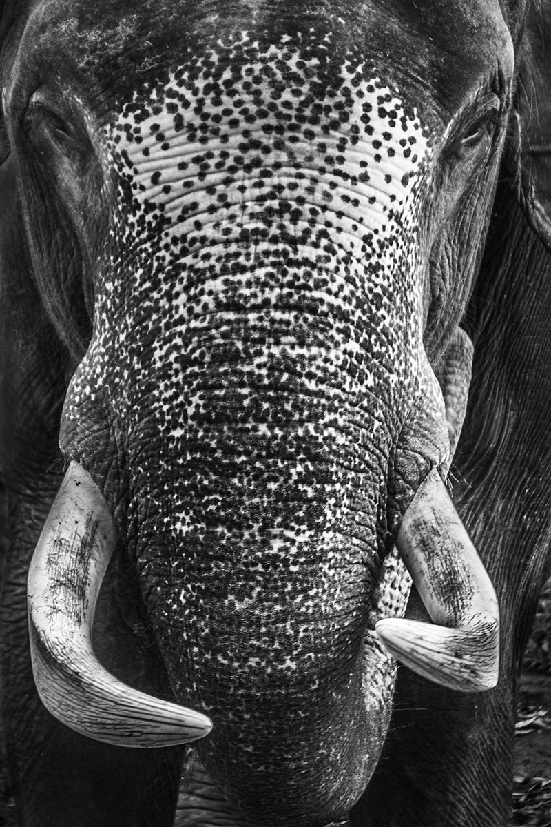 Elephant, Bangladesh