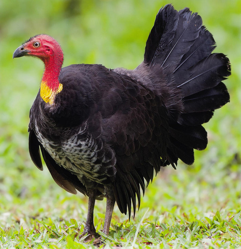 Australian Bush-Turkey