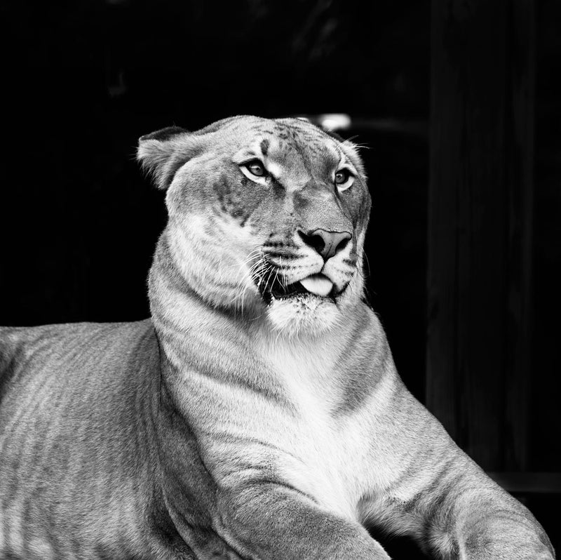 Hercules, Half Lion, Half Tiger, Black and White (detail)