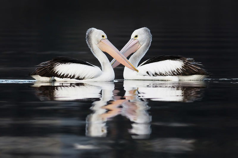 Australian Pelicans