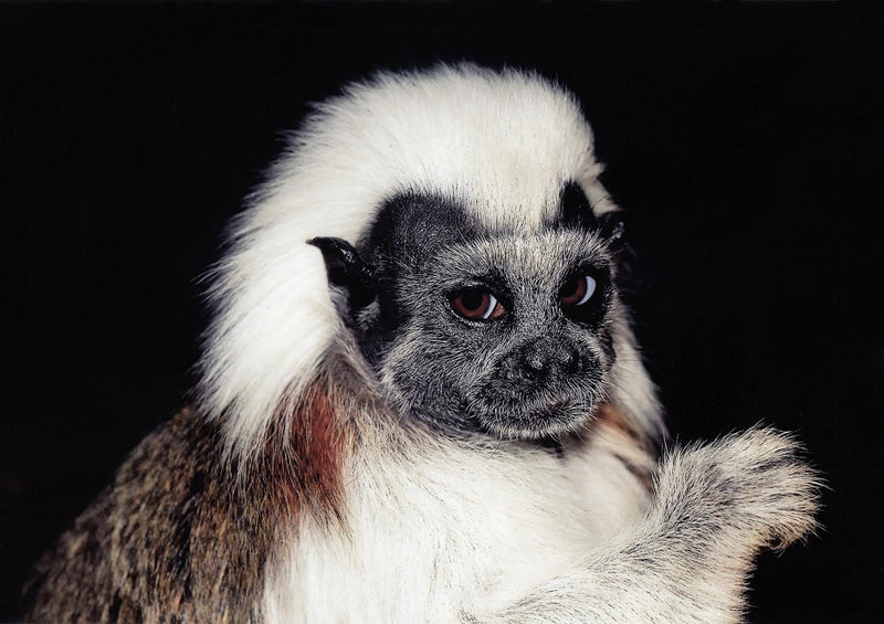 Cottontop Tamarin