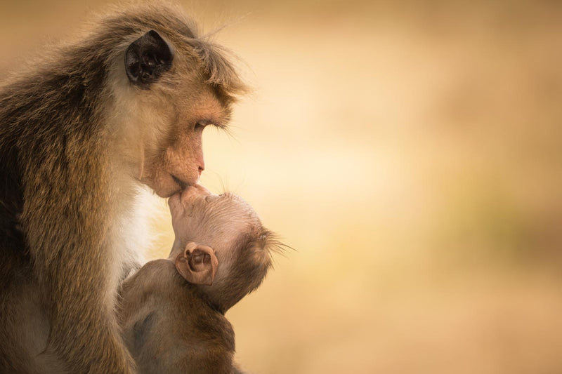 Female Toque Macaque With Baby