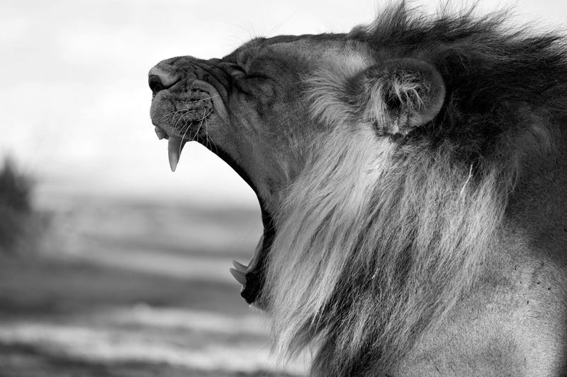 Lion, Black and White