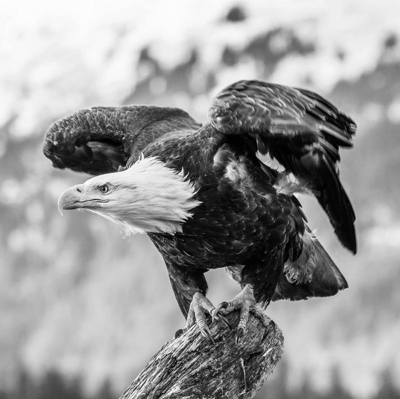 Bald Eagle About to Launch, Black and White